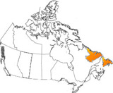 newfoundland